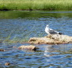 kanu_nordvaermland_sysslebaeck_03