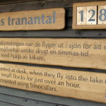 kraniche_hornborgasee_trandansen_05