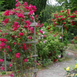 kurrebo_smaland_08