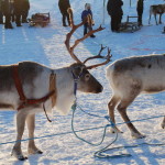 lappland_05