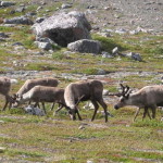 rentiere_02