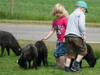 Öströö Schafsfarm