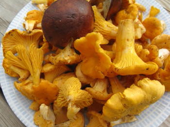 Schwedische Pfifferlinge