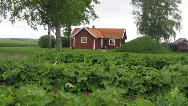 Spargel aus Schweden