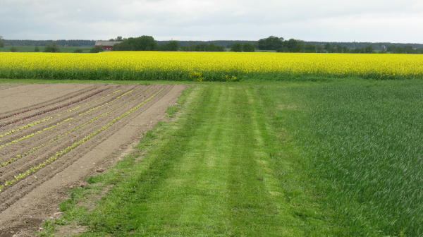 Spargel aus Schweden