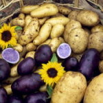 potatis_new_medium