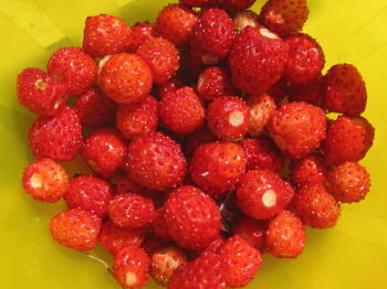Smultron, Walderdbeeren