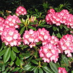 sofiero_helsingborg_30