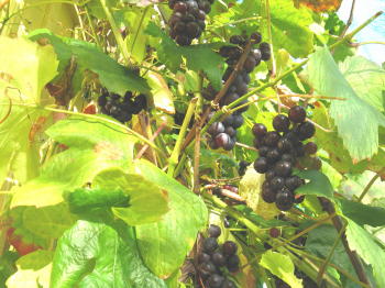 Schwedischer Wein
