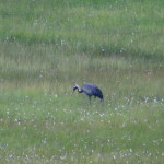 store_mosse_nationalpark_11