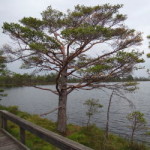 store_mosse_nationalpark_18