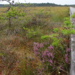 store_mosse_nationalpark_20