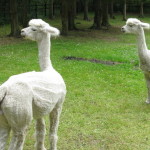 tosselilla_01