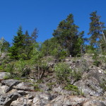 tresticklan_03