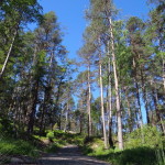 tresticklan_07