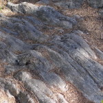 tresticklan_12