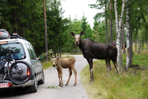 Elche in einem Elchpark in Småland
