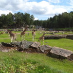 boras_tierpark_04