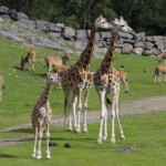 boras_tierpark_05