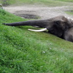 boras_tierpark_07