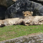 boras_tierpark_09