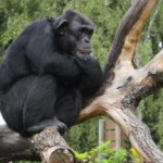 boras_tierpark_10