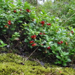 boras_tierpark_11