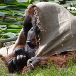 boras_tierpark_12