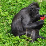 boras_tierpark_13