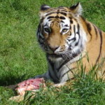 boras_tierpark_19