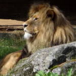 boras_tierpark_20
