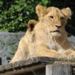 boras_tierpark_21