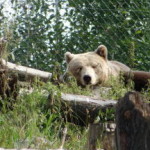 boras_tierpark_26