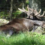 boras_tierpark_29
