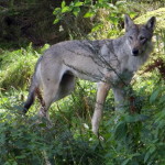 boras_tierpark_40