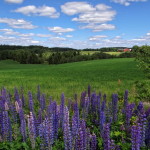 dalsland_53