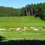 dalsland_63