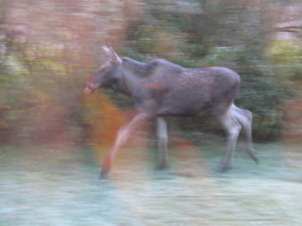 Elch im Garten