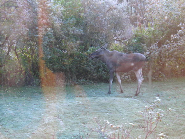 Elch im Garten