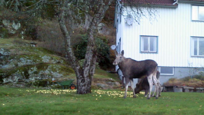 Elche als Apfeldiebe