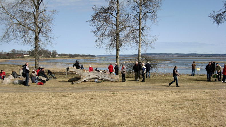 Kraniche am Hornborga-See bei Trandansen