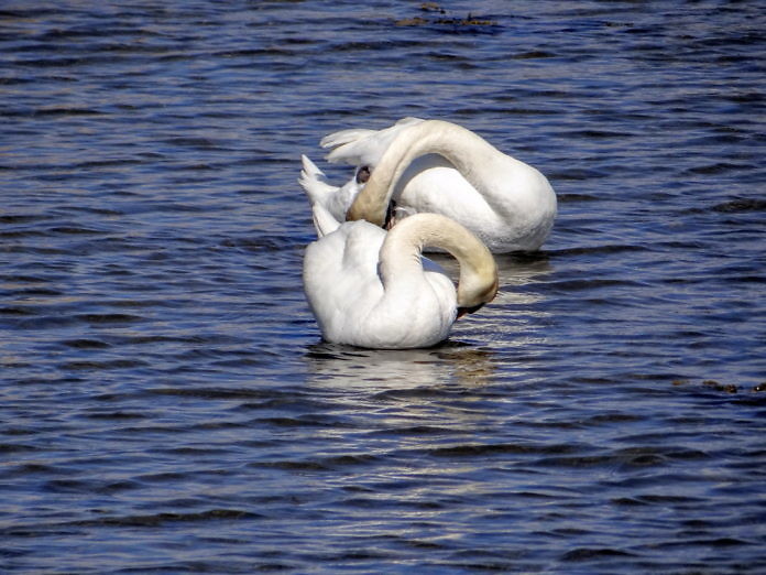Gottskär auf der Halbinsel Onsala (Kungsbacka) - Ausflugsziel am Meer