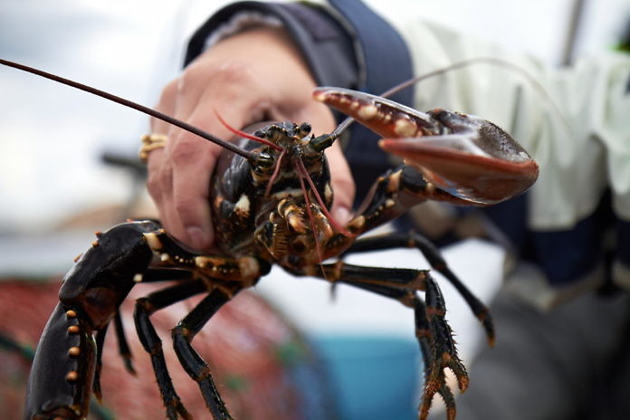Hummerfest in Bohuslän