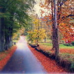 herbst_schweden_laub